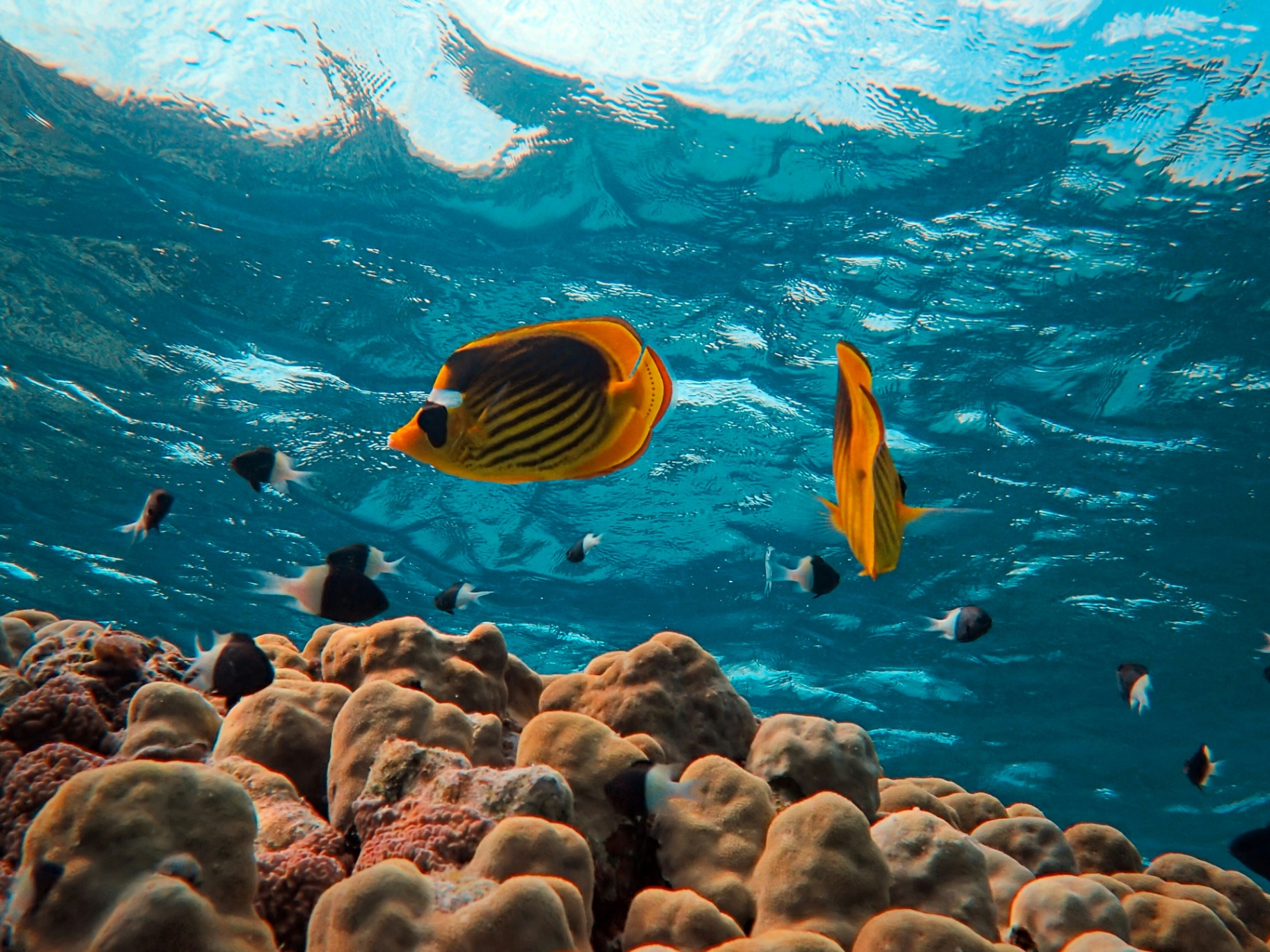 Snorkeling Discovery