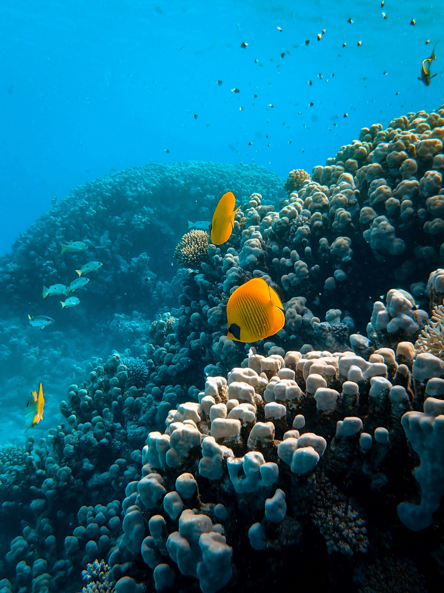 Reef fish in the Red Sea