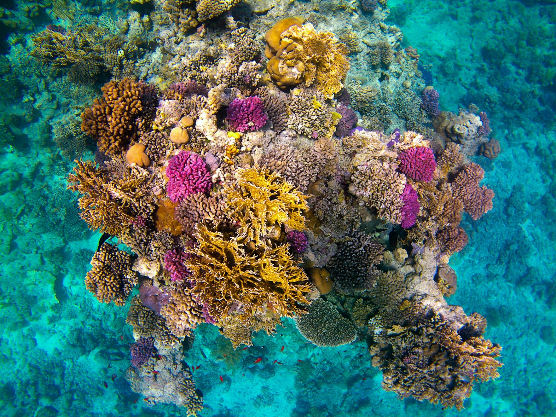 Vivid Red Sea coral garden with pink, gold and violet corals in clear turquoise water