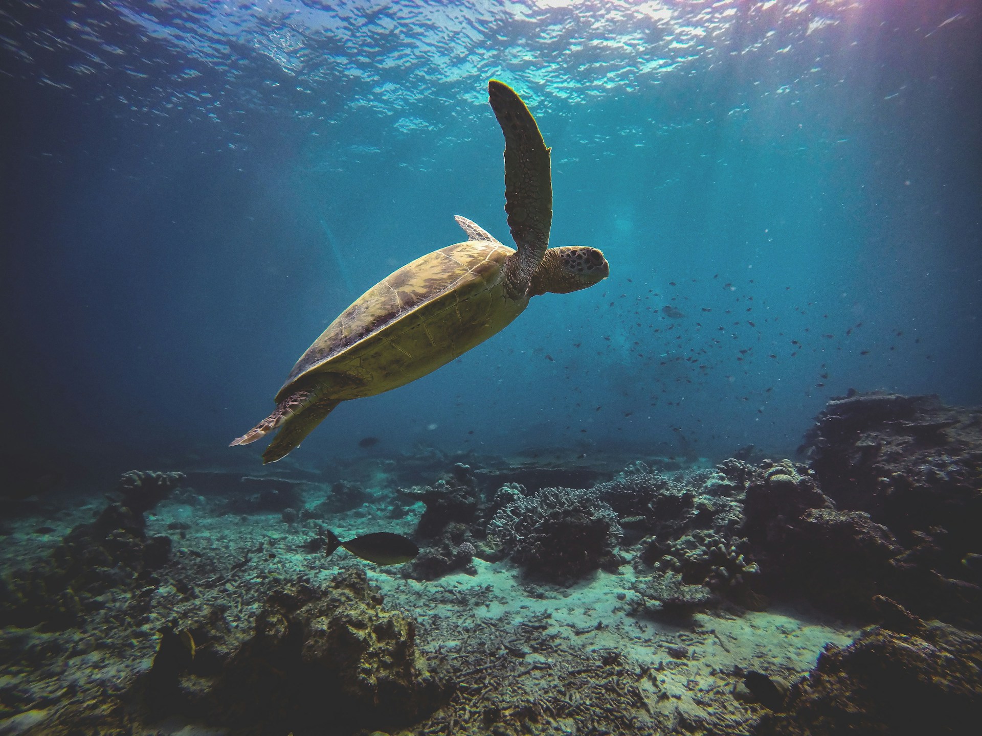 Green sea turtle gliding above a Red Sea coral reef with sunlight rays through the surface