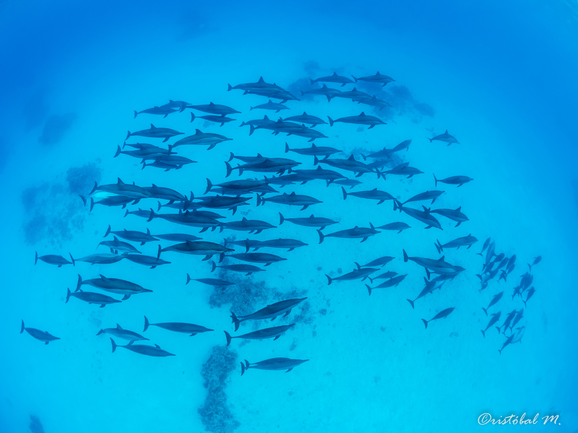 Dolphin House