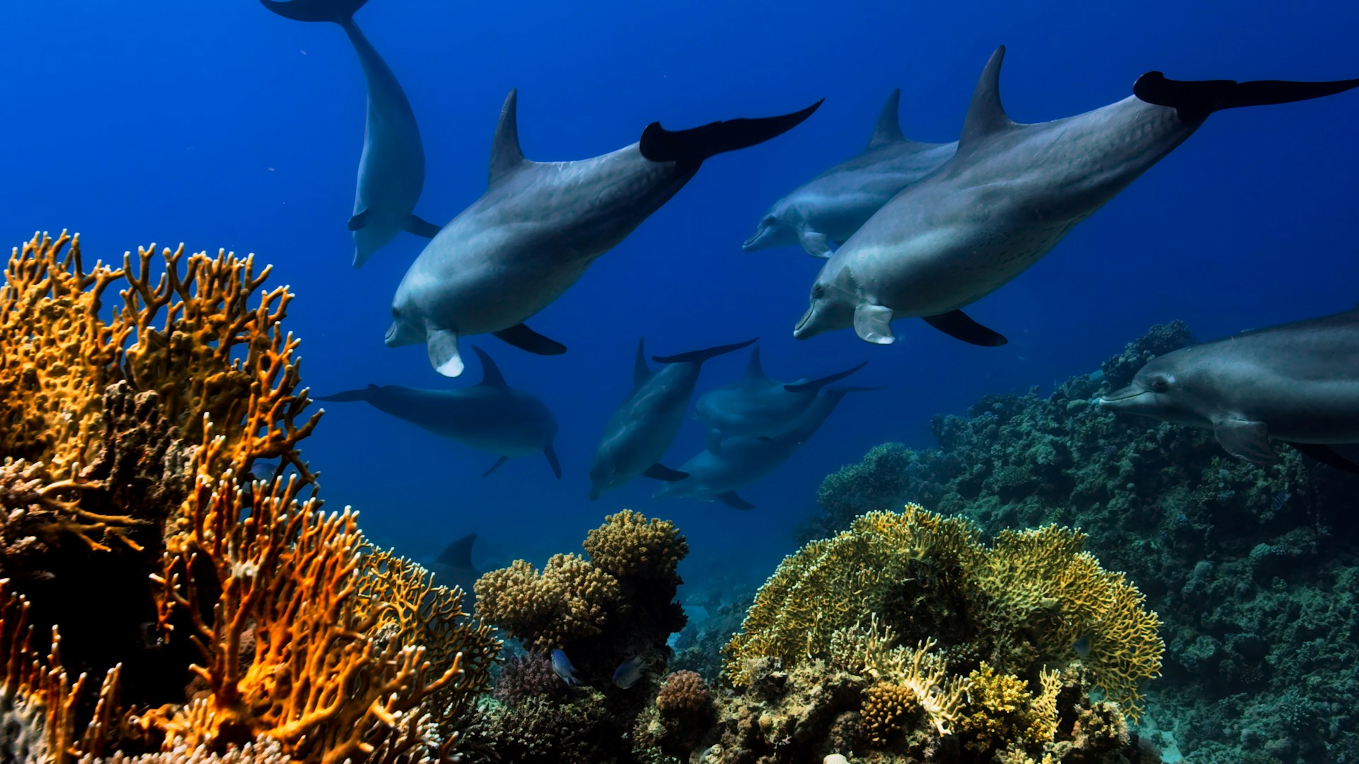 A pod of wild dolphins gliding above a Red Sea reef