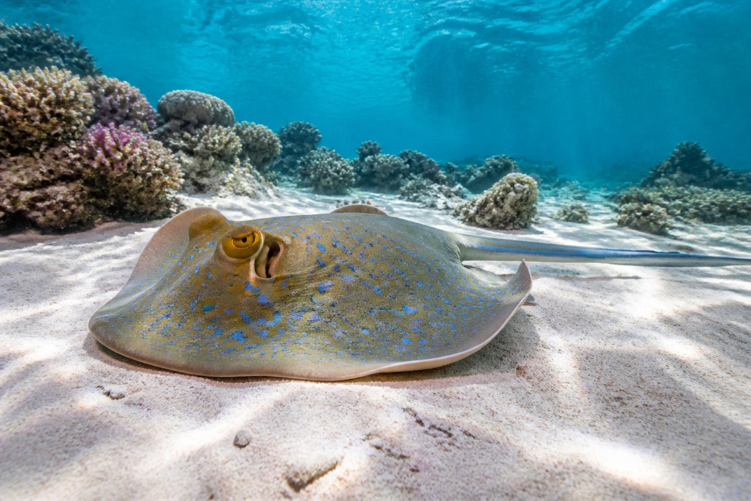 Blue-spotted stingray resting on white sand near a Red Sea reef
