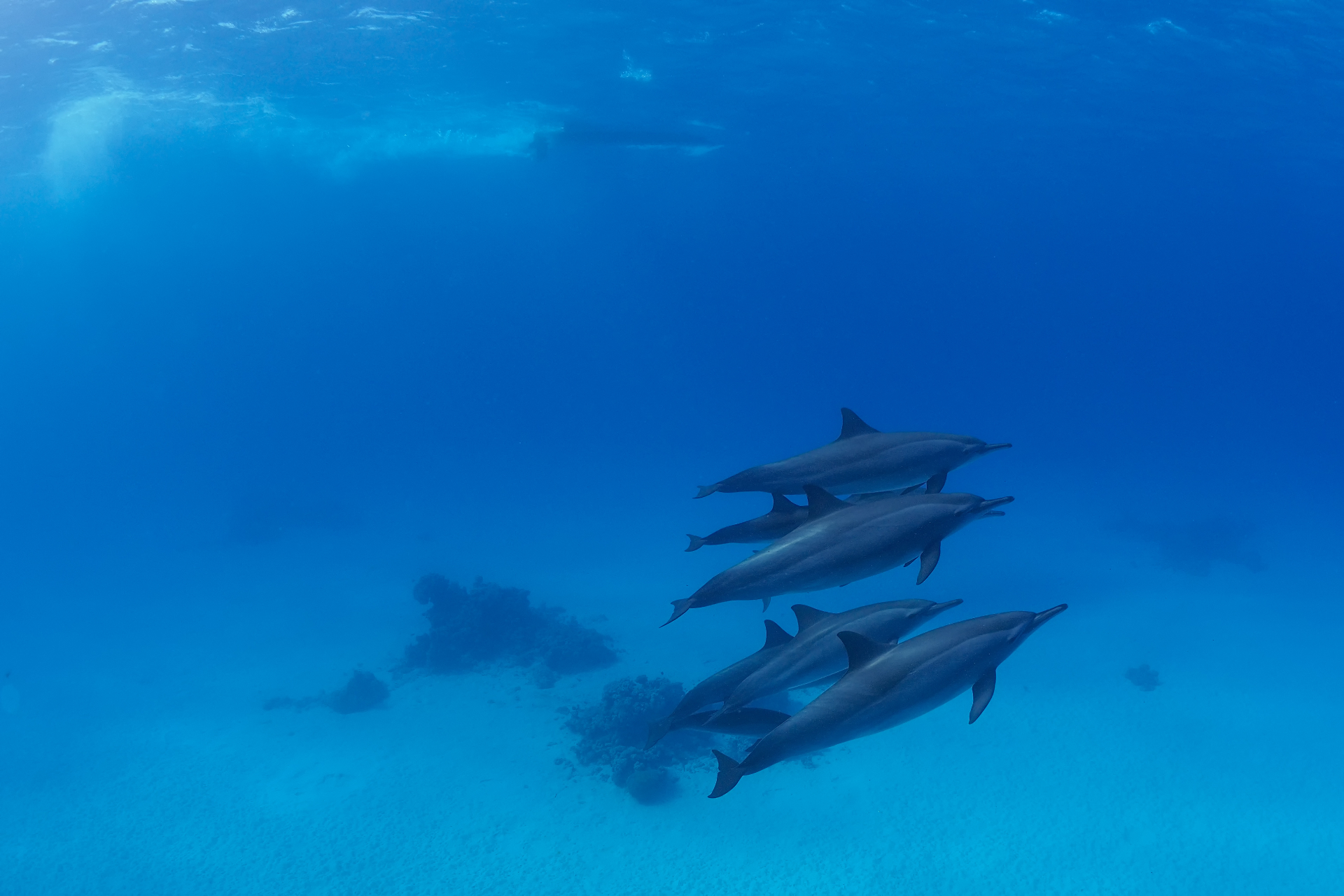 Wild dolphins swimming in the Red Sea at Sha'ab El Erg
