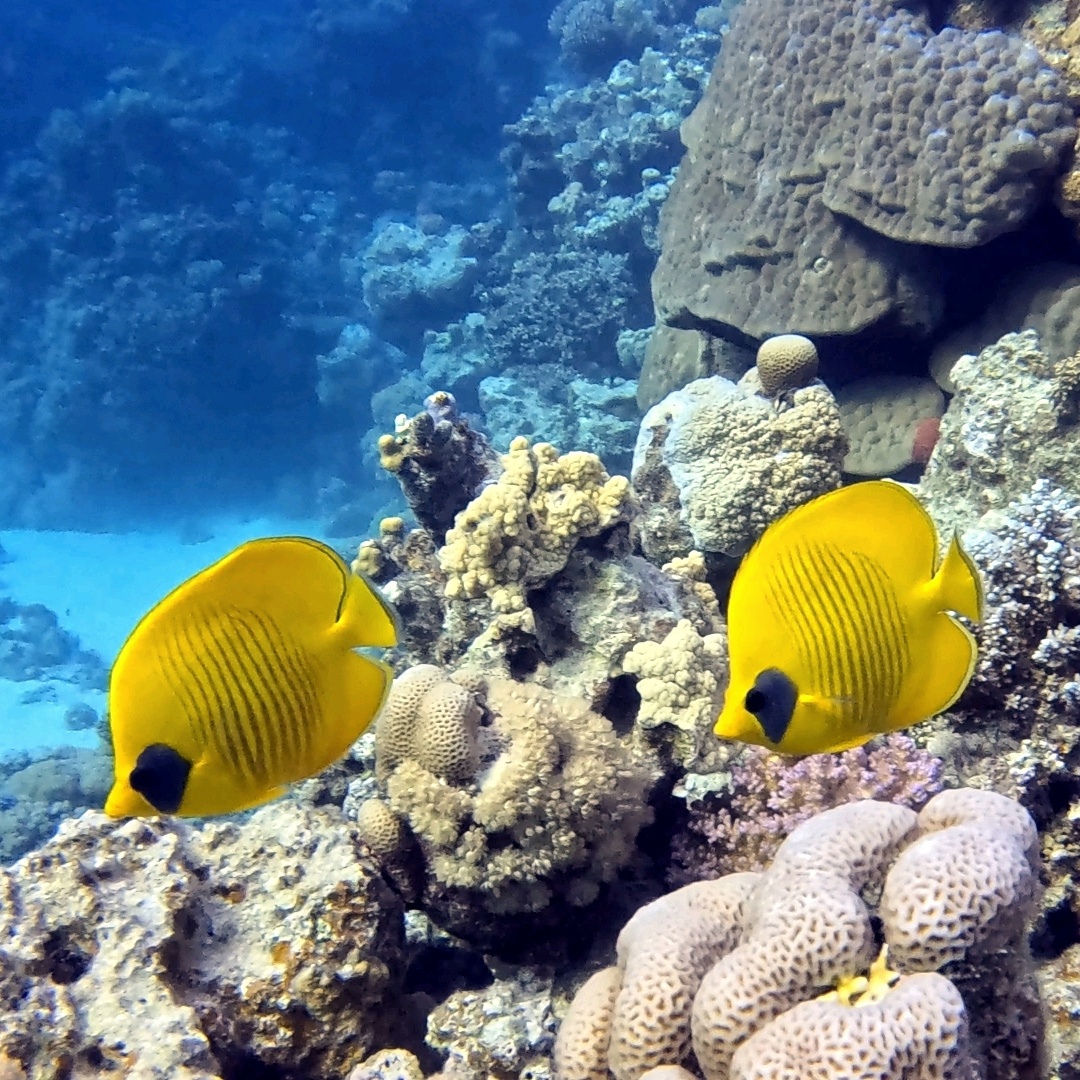 Pair of yellow masked butterflyfish beside a Red Sea coral reef in clear blue water